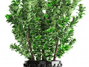 plant in pot euonymus 3D Model