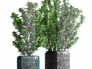 plant in pot euonymus 3D Modell
