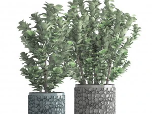 plant in pot euonymus 3D Model
