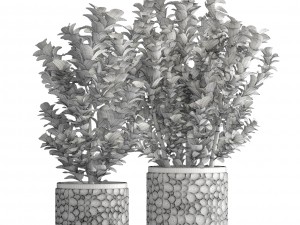 plant in pot euonymus 3D Modell