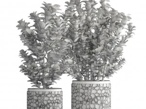 plant in pot euonymus 3D Model