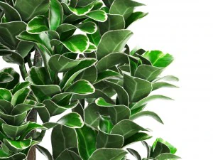 plant in pot euonymus 3D Model