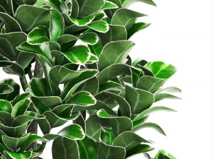 plant in pot euonymus 3D Modell