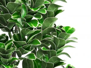 plant in pot euonymus 3D Model