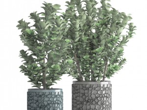 plant in pot euonymus 3D Modell