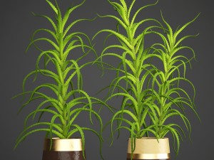 aloe vera plant in pot 3D Model