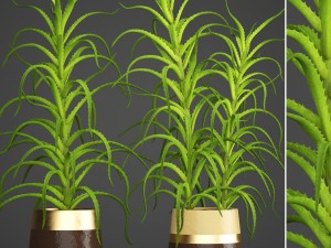 aloe vera plant in pot 3D Model