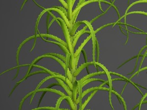 aloe vera plant in pot 3D Model