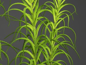 aloe vera plant in pot 3D Model