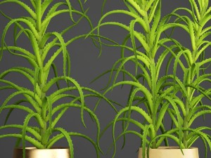 aloe vera plant in pot 3D Model