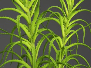 aloe vera plant in pot 3D Model