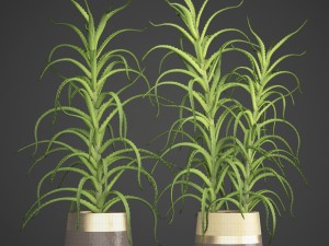 aloe vera plant in pot 3D Model