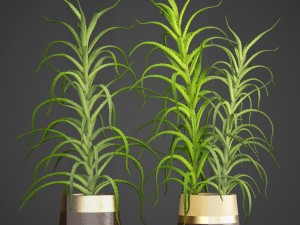 aloe vera plant in pot 3D Model