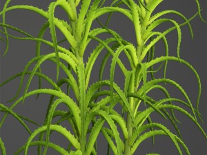aloe vera plant in pot 3D Model