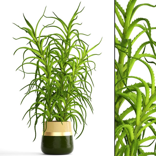 aloe vera plant in pot Model 3D .c4d .max .obj .3ds .fbx .stl .blend 