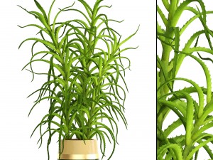 aloe vera plant in pot 3D Model