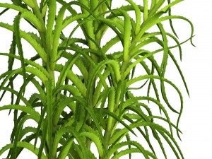 aloe vera plant in pot Model 3D