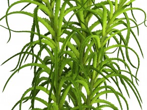 aloe vera plant in pot Model 3D