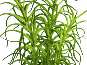 aloe vera plant in pot Model 3D