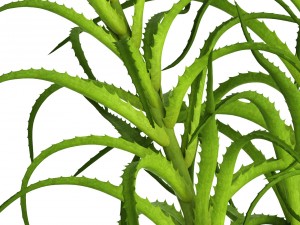 aloe vera plant in pot Model 3D