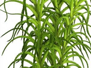 aloe vera plant in pot Model 3D