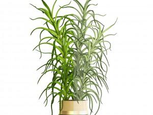 aloe vera plant in pot Model 3D
