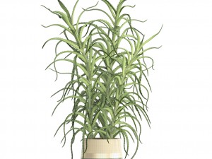 aloe vera plant in pot Model 3D