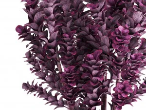 plant in pot berberis 3D Model