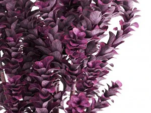 plant in pot berberis 3D Model