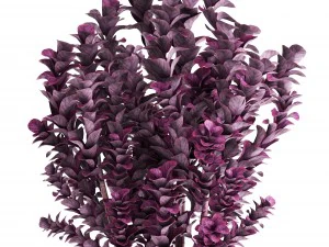 plant in pot berberis 3D Model