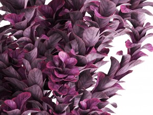 plant in pot berberis 3D Модель
