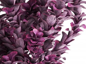 plant in pot berberis 3D Model