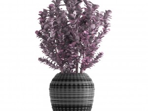 plant in pot berberis 3D Модель
