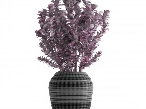 plant in pot berberis 3D Model