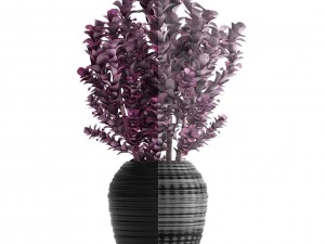 plant in pot berberis 3D Model