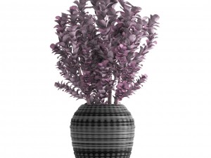 plant in pot berberis 3D Модель