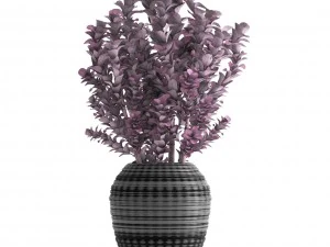 plant in pot berberis 3D Model