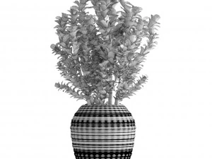 plant in pot berberis 3D Model