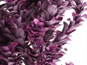 plant in pot berberis 3D Model