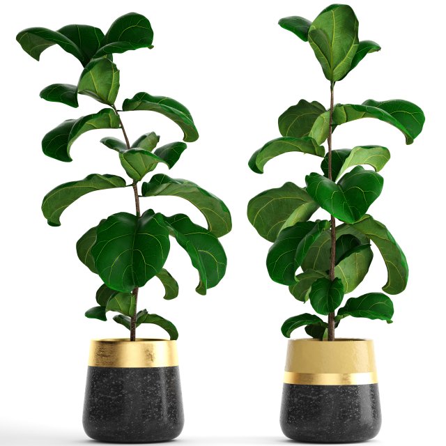 ficus lyrata trees 3D Model .c4d .max .obj .3ds .fbx .stl .blend 