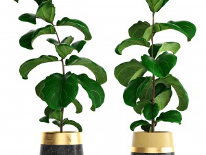 ficus lyrata trees 3D Model