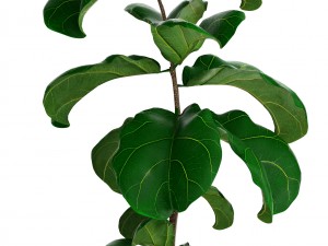 ficus lyrata trees 3D Model