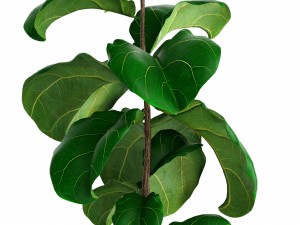 ficus lyrata trees 3D Model