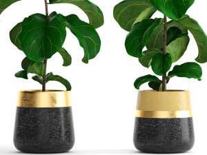 ficus lyrata trees 3D Model