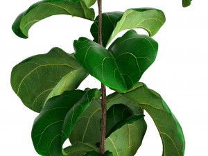 ficus lyrata trees 3D Model