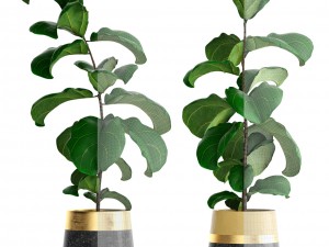 ficus lyrata trees 3D Model