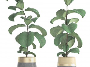 ficus lyrata trees 3D Model