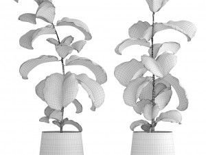 ficus lyrata trees 3D Model