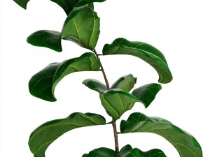 ficus lyrata trees 3D Model
