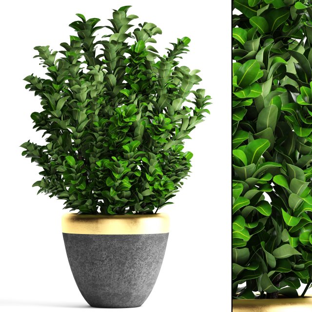 plant in pot buxus sempervirens 3D मॉडल .c4d .max .obj .3ds .fbx .stl .blend 